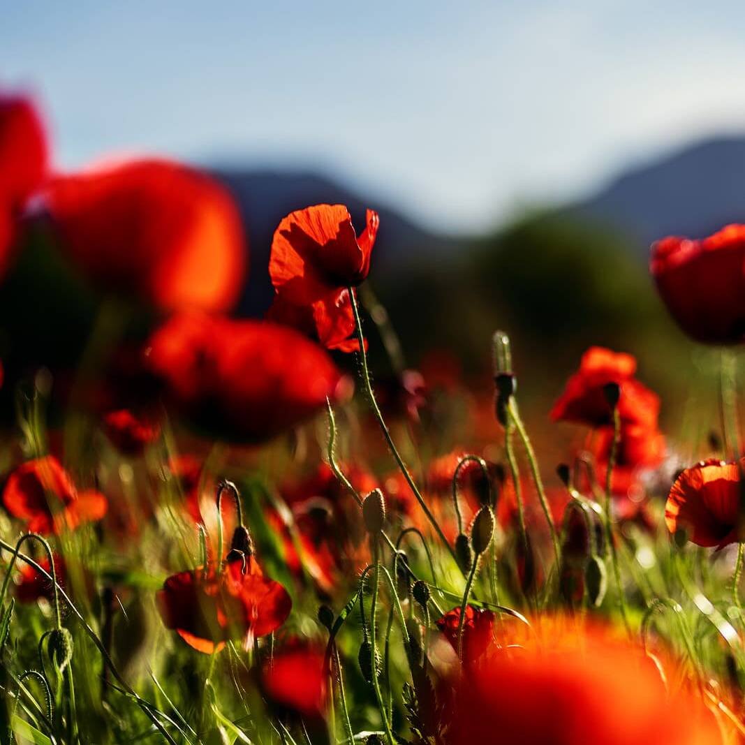 inquiry - zen - anoor_ Ein leuchtend rot blühendes Mohnblumenfeld mit grünen Stängeln und verschwommenen Bergen und Himmel im Hintergrund an einem sonnigen Tag.