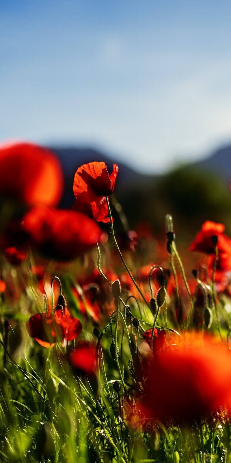 inquiry - zen - anoor_ Ein leuchtend rot blühendes Mohnblumenfeld mit grünen Stängeln und verschwommenen Bergen und Himmel im Hintergrund an einem sonnigen Tag.