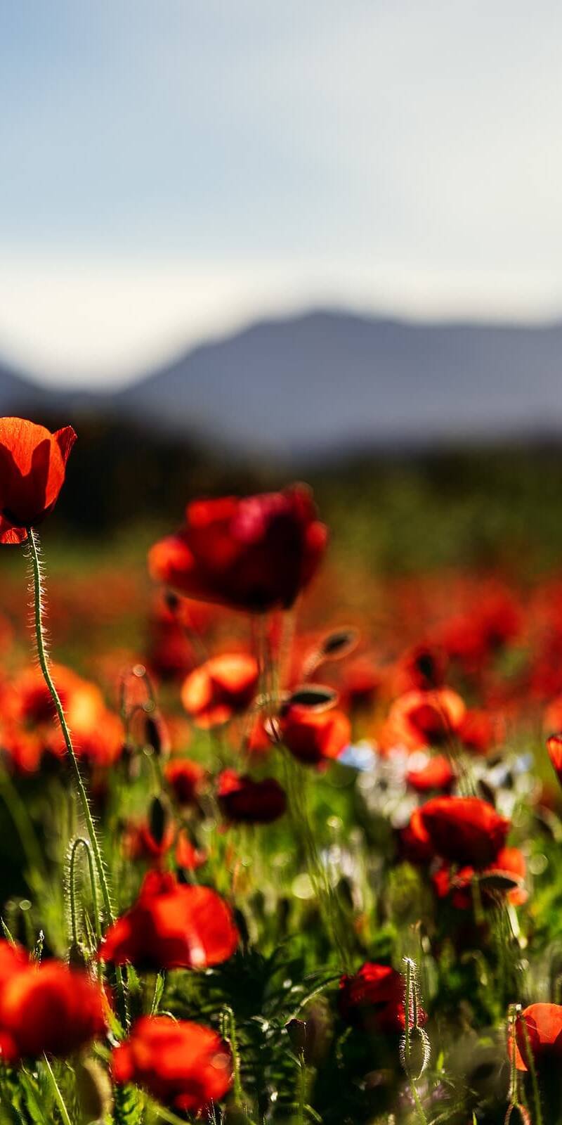 inquiry - zen - anoor_ Ein leuchtend rot blühendes Mohnblumenfeld im sanften Sonnenlicht, mit grünen Stängeln und Blättern und entfernten Bergen und einem blauen Himmel im Hintergrund.