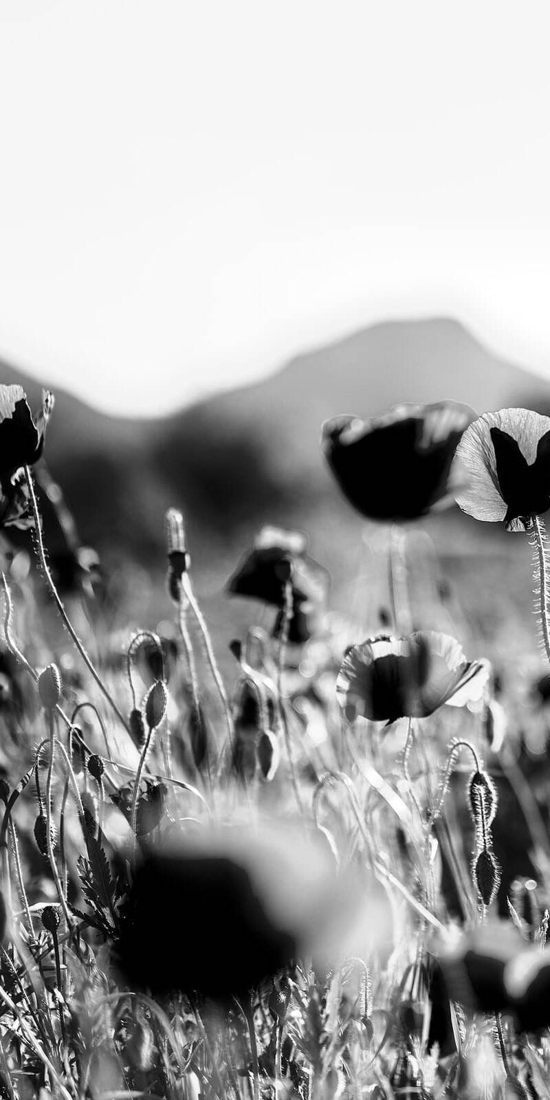 inquiry - zen - anoor_ Schwarz-Weiß-Foto von wilden Mohnblumen auf einem Feld, einige scharf, andere unscharf. Im Hintergrund sind unter einem hellen Himmel sanft Berge und Bäume zu erkennen.