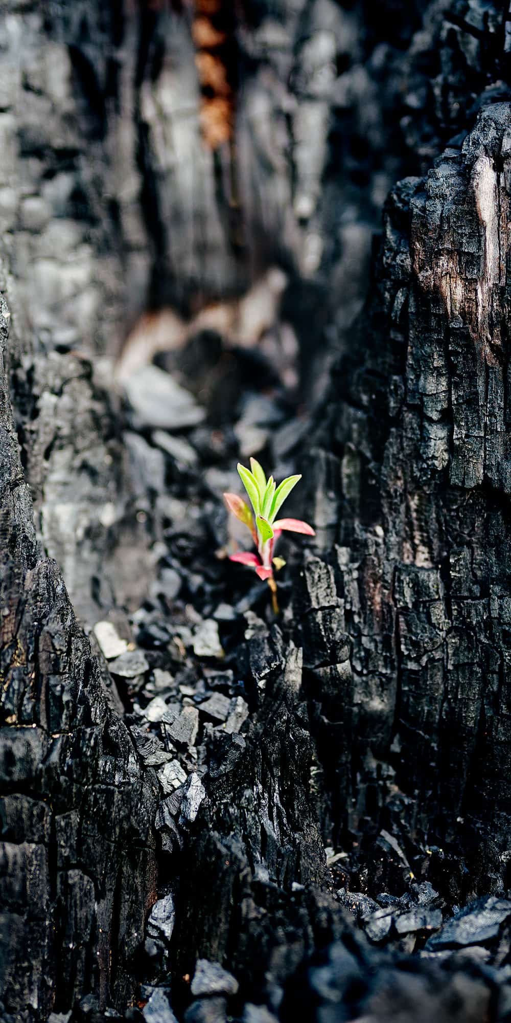 inquiry - zen - anoor_ Aus verkohlter, geschwärzter Erde sprießt eine kleine grüne Pflanze, die von verbranntem Holz umgeben ist und neues Leben aus der Zerstörung symbolisiert.
