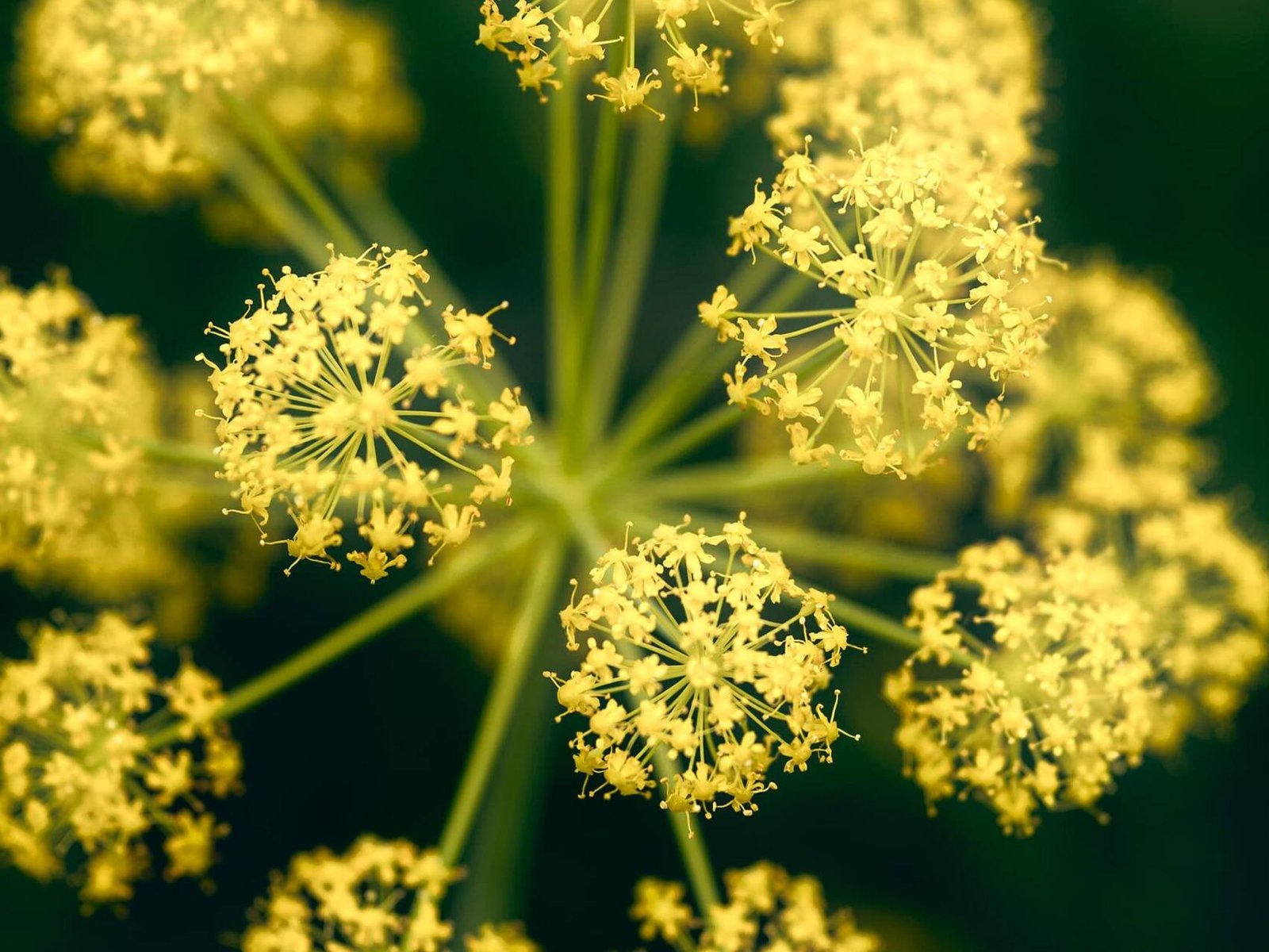 inquiry - zen - anoor_ Eine Gruppe unscharfer Raupen kauert auf einem eingerollten, getrockneten braunen Blatt, umgeben von verschwommenem grünem Laub und Andeutungen gelber Blüten im Hintergrund.