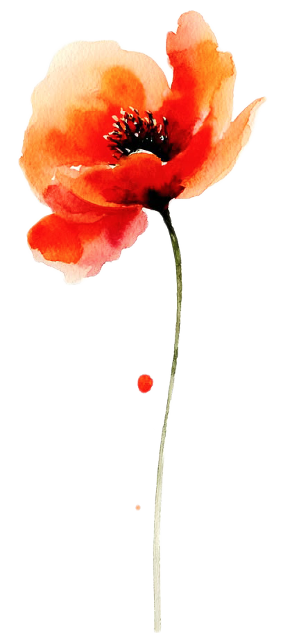 Mohnblume solo01